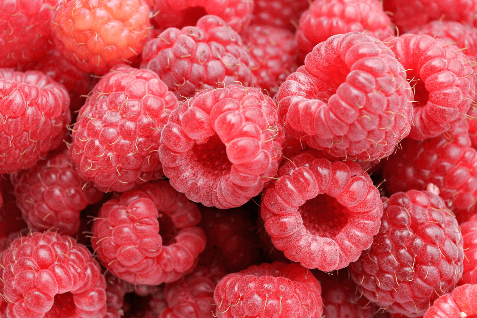 New UC Raspberry Production Cost Study