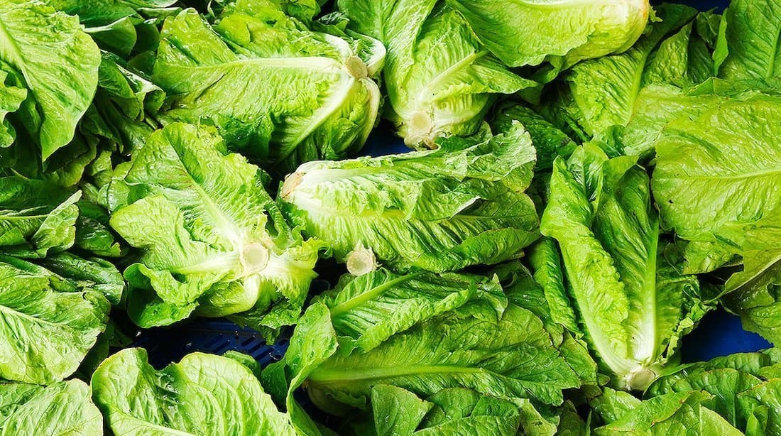 The Recent Romaine Recall and the LGMA