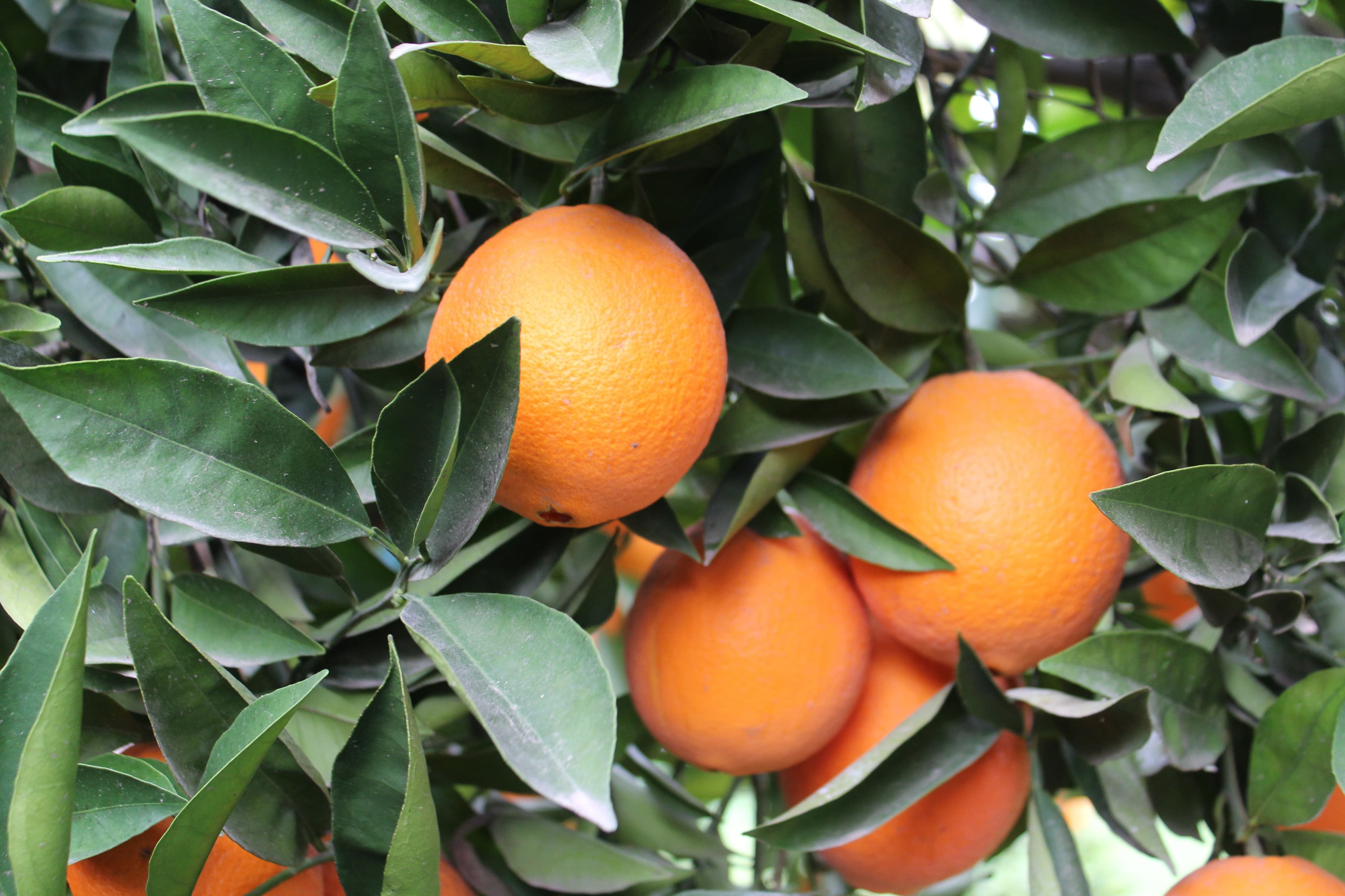 International Trade Dispute Impacts CA Citrus Shipments