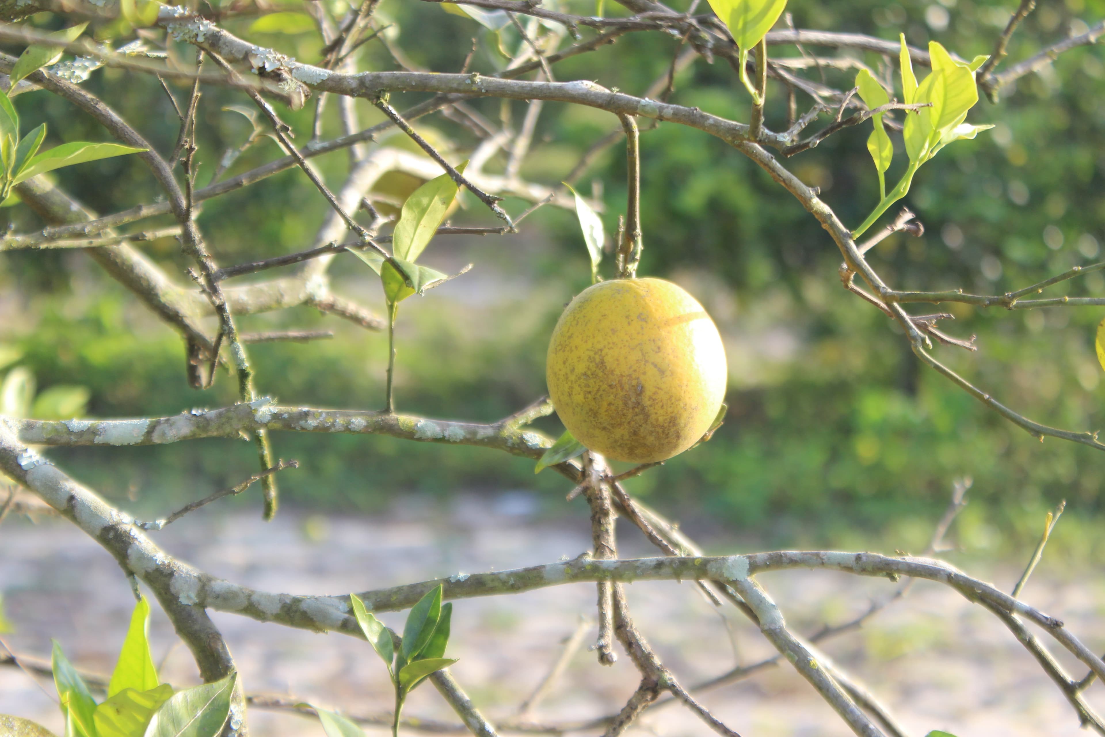 diseased florida tree