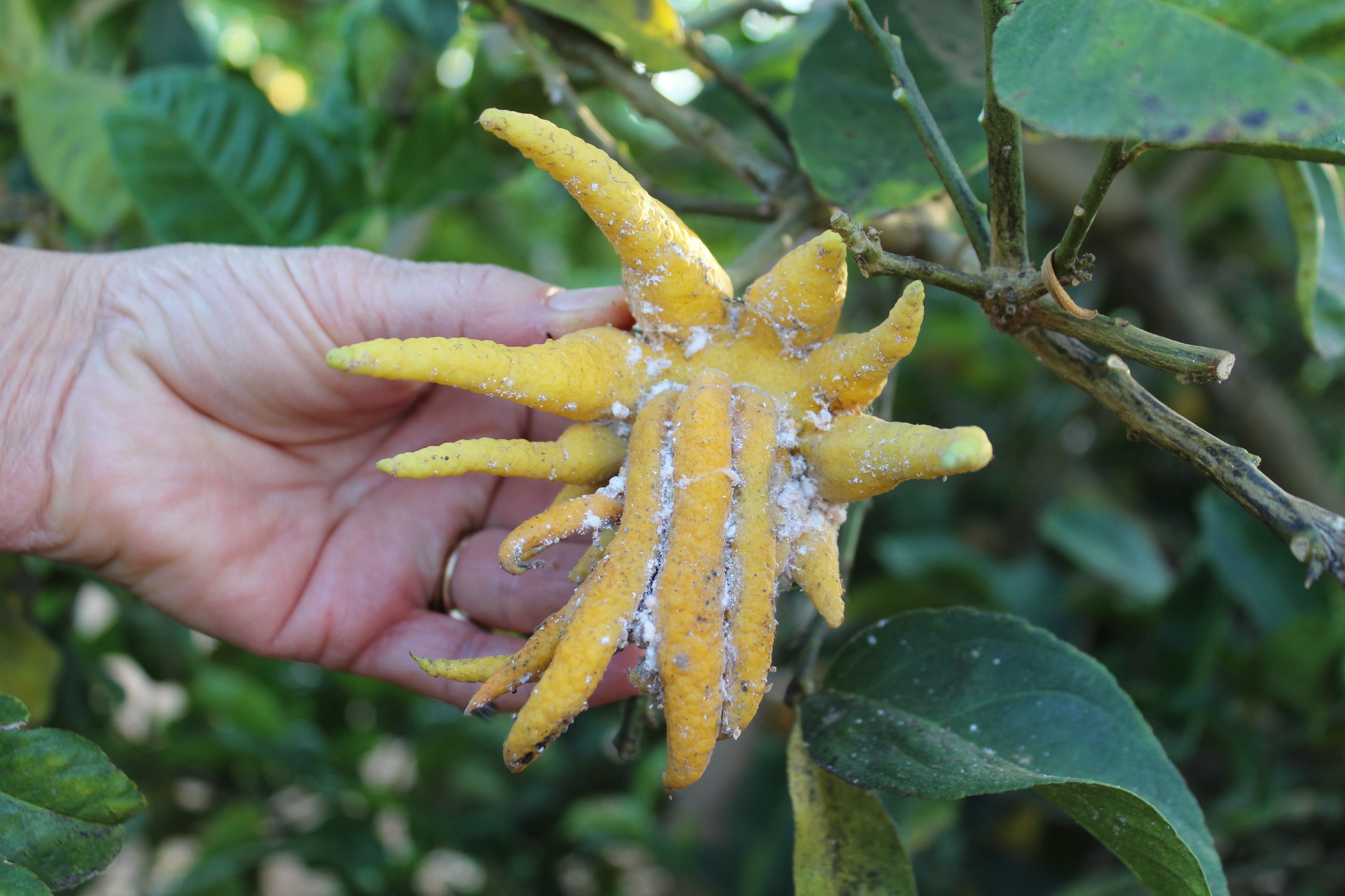 CA Red Scale Resurfaces in Citrus Due to Asian Citrus Psyllid Treatments