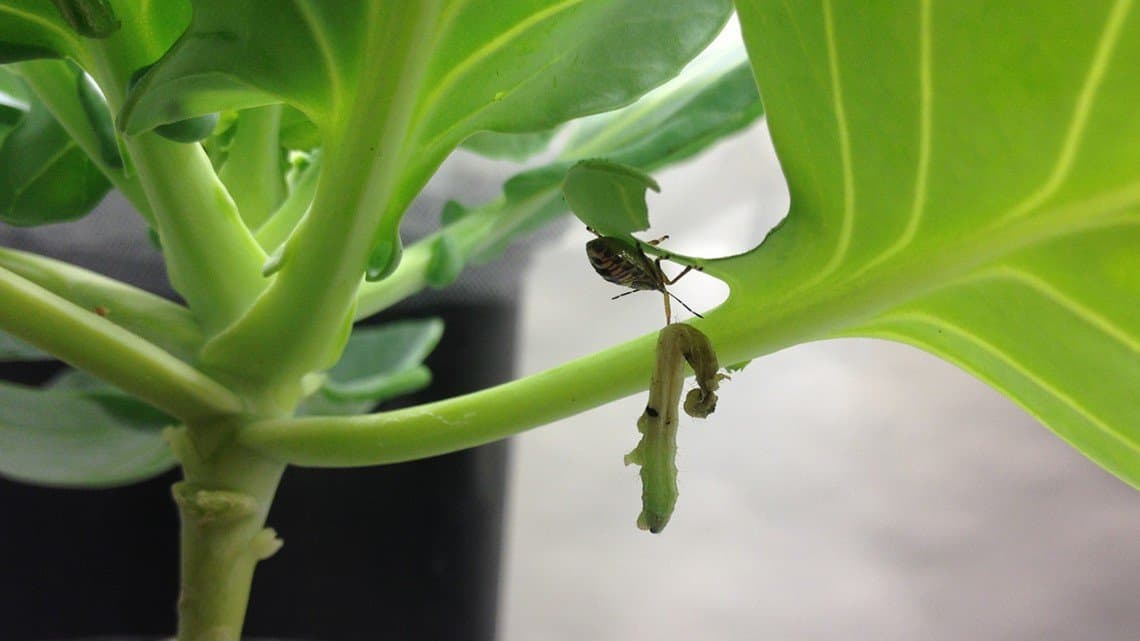 Do Ladybugs Help Your Garden Grow? Depends On Surroundings