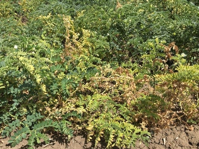 Fusarium Wilt in Garbanzos