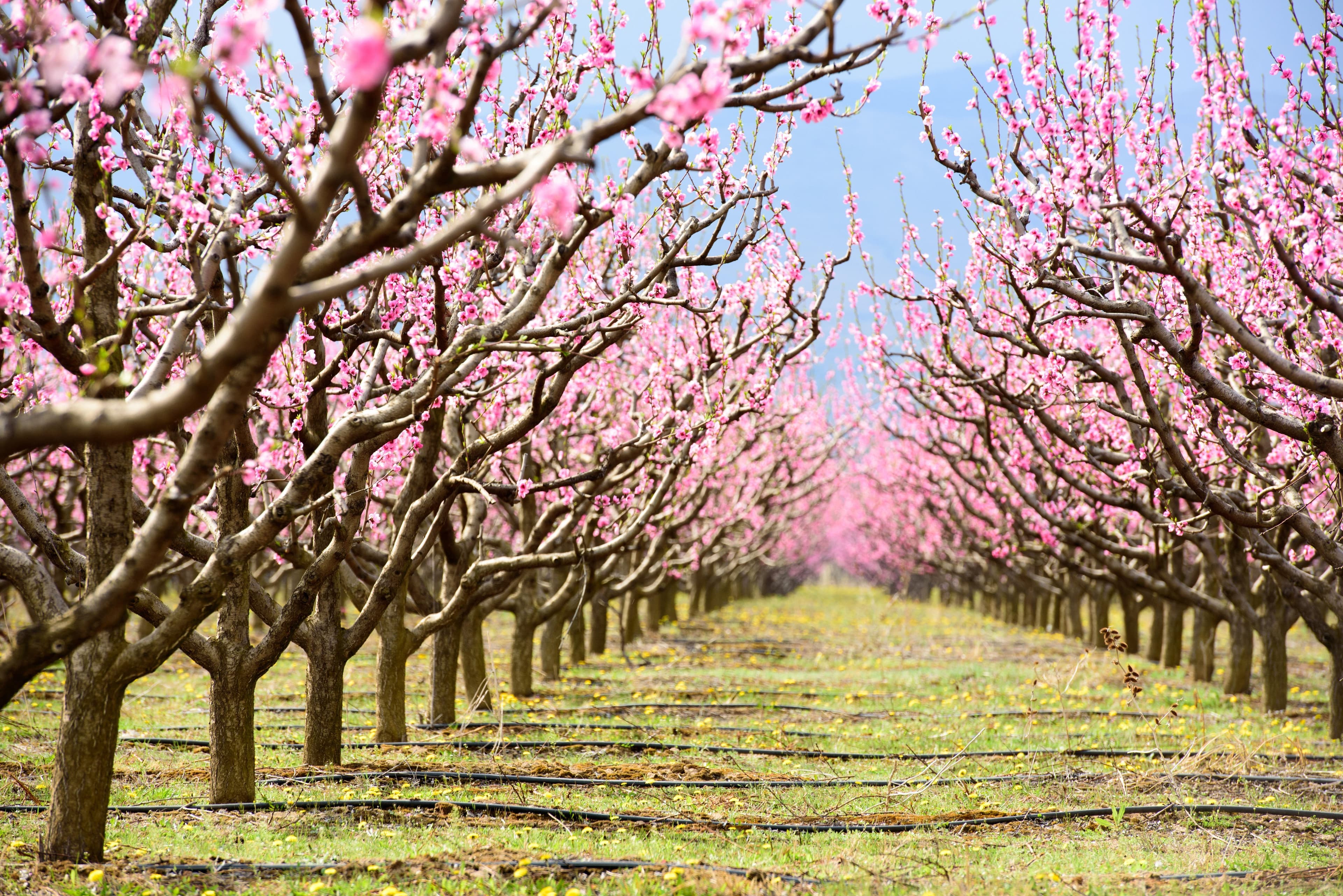 Specialty Crop Research Initiative (SCRI)