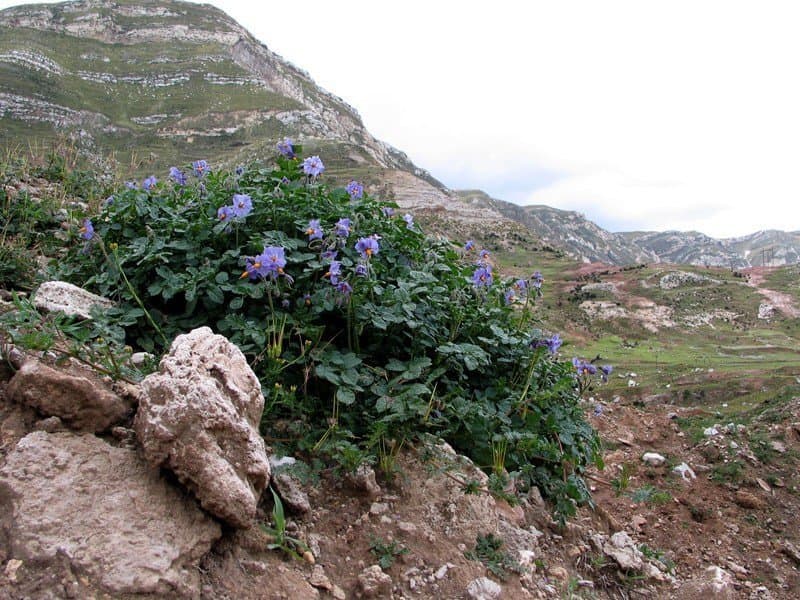 What is the Value of Using Crop Wild Relatives in Potato Breeding?