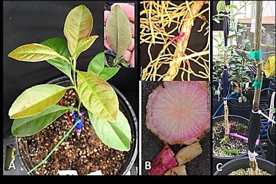 Automated Delivery System for Therapeutic Materials to Treat HLB Infected Citrus