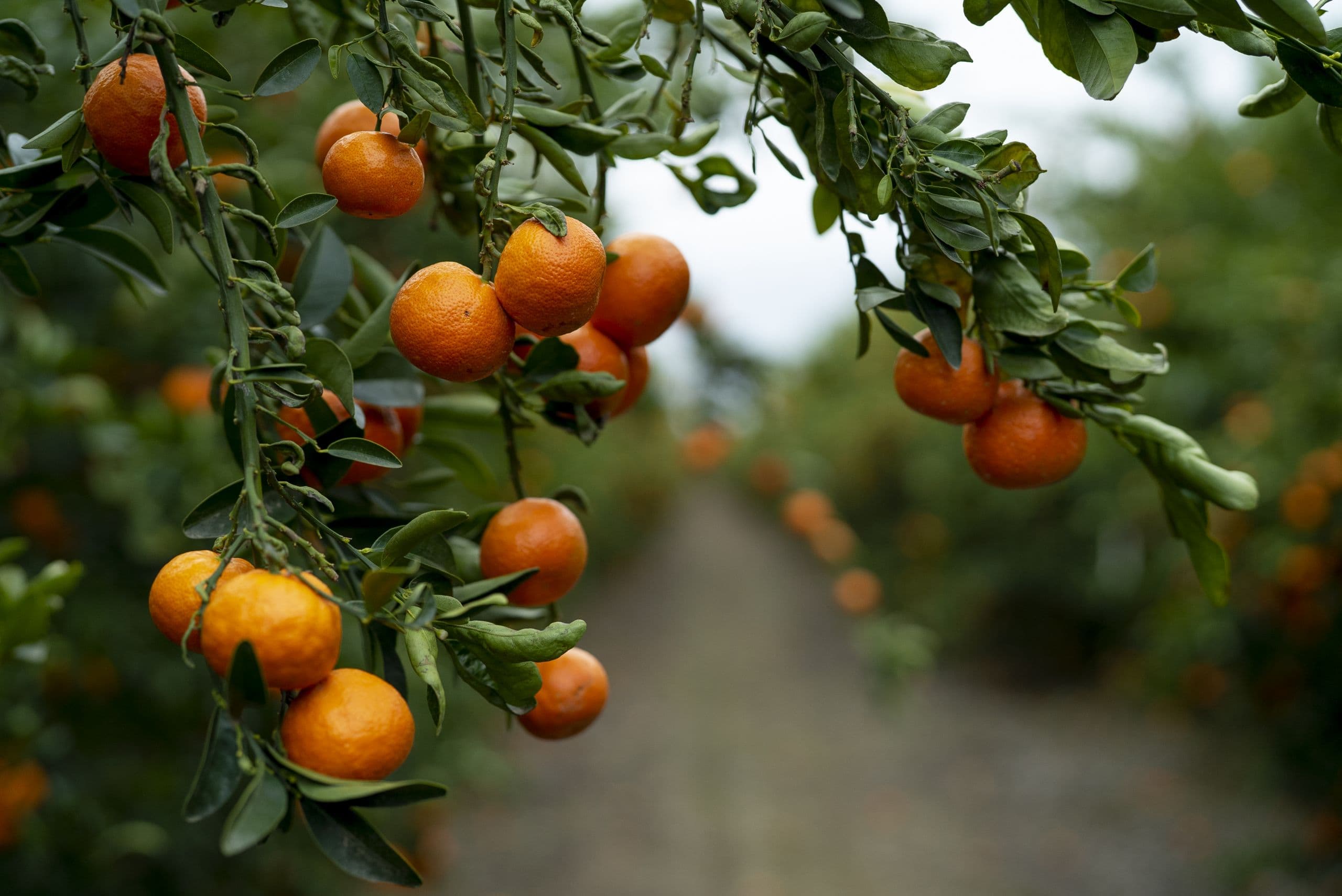 South Africa Ramps up Grapefruit & Mandarin Exports to US