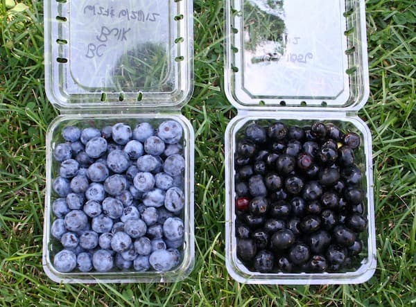 OSU Releases New, Antioxidant-Rich Purple Tomato