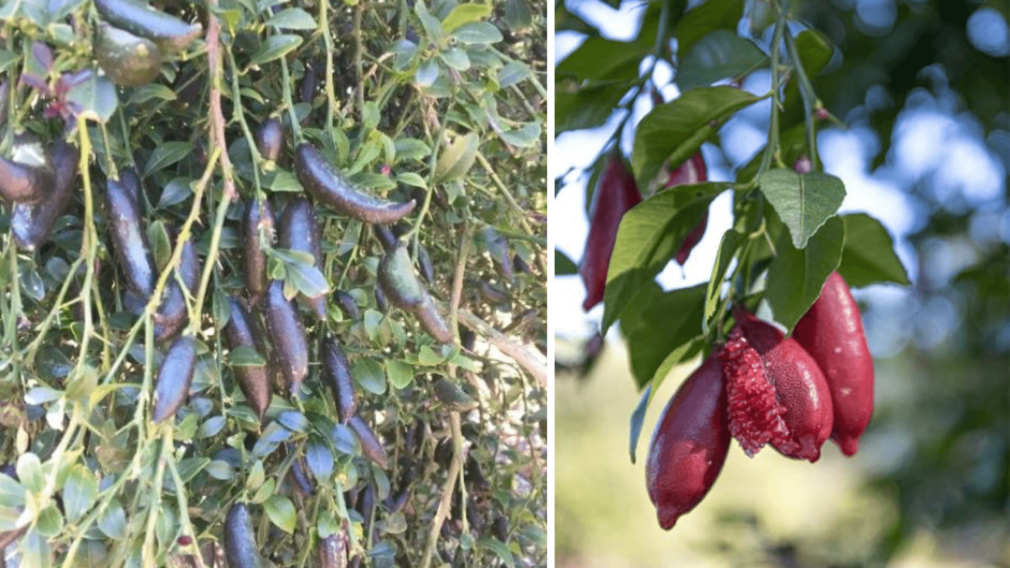 Are Finger Limes Just Another Fad?