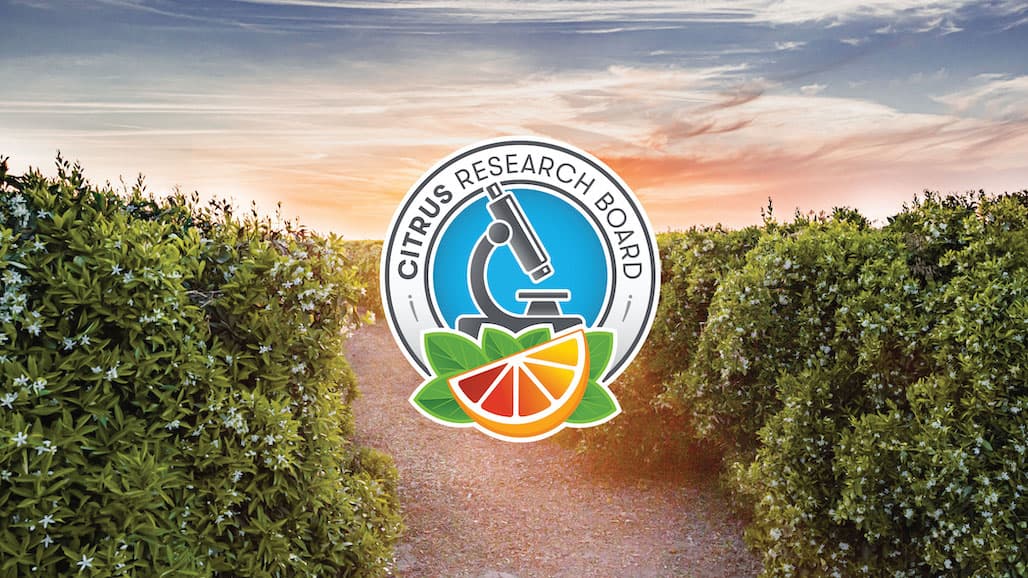 Citrus Research Board Awarded $3.4 Million to Fund HLB Research