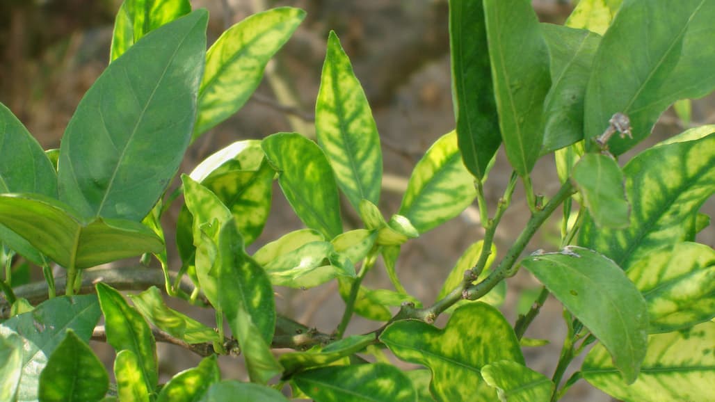 Detection of Citrus Disease (HLB) in San Diego County Establishes New Quarantine Area