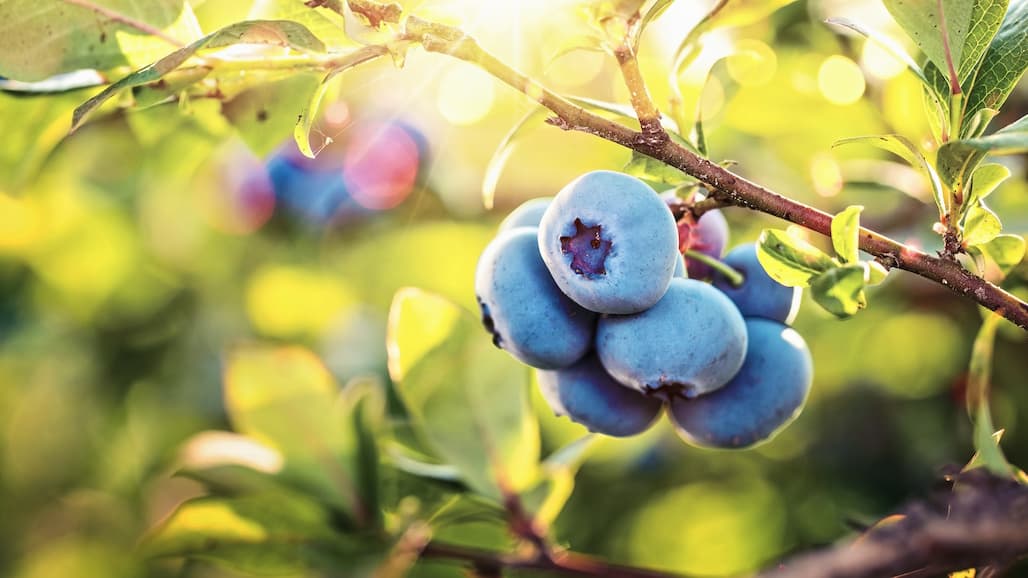 Moonshadow Joins ‘Galaxy’ of Colorful Tomatoes