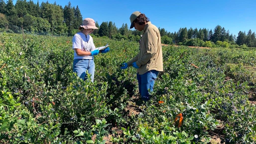 ARS Team Fights Blueberry Virus to Help Growers Keep Fruit on the Shelves