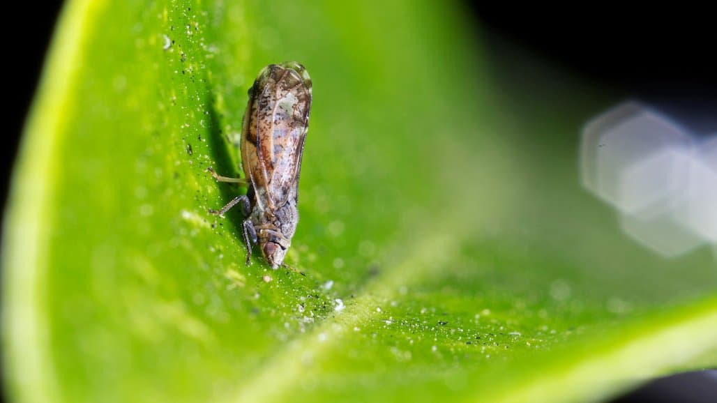 Confirmed CLas-positive Asian Citrus Psyllid Found in Ventura County