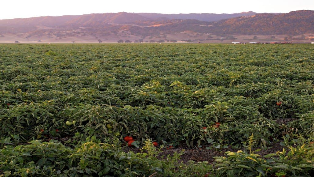 Protect Fruit and Vegetable Roots from Plant-Parasitic Nematodes